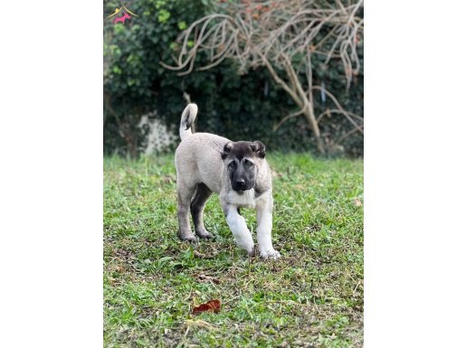 Uygun fiyat Saf kan Kangal yavruları