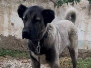 A kalite ve uygun fiyata yavru kangal 