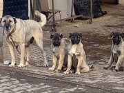 Güvenin adresi Uygun fiyata A kalite yavrular