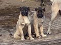 A kalite Kangal çoban köpeği yavruları