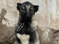 A kalite uygun fiyata safkan Kangal yavruları güvenin adresi