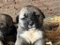  Kangal yavruları 