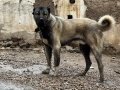 Kaliteli ve Uygun Safkan Kangal yavruları 