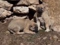 Kaliteli ve Uygun Safkan Kangal yavruları 