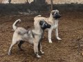 Kaliteli ve Uygun Safkan Kangal yavruları 