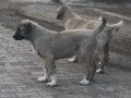 Kaliteli ve Uygun Safkan Kangal yavruları 