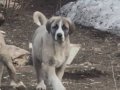 A Kalite ve Uygun Fiyata Kangal Yavruları 