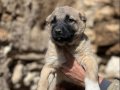 A Kalite ve Uygun Fiyata Kangal Yavruları 