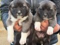 A Kalite ve Uygun Fiyata Kangal Yavruları 