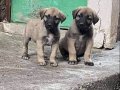A Kalite ve Uygun Fiyata Kangal Yavruları 