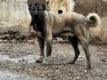 A Kalite ve Uygun Fiyata Kangal Yavruları 