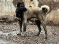A Kalite ve Uygun Fiyata Kangal Yavruları 