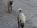 1. Sınıf kalitede ve uygun fiyata Kangal köpeği 