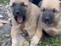 1. Sınıf kalitede ve uygun fiyata Kangal köpeği 