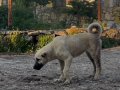 1. Sınıf kalitede ve uygun fiyata Kangal köpeği 