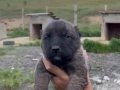 1. Sınıf kalitede ve uygun fiyata Kangal köpeği 