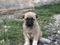 1. Sınıf kalitede ve uygun fiyata Kangal köpeği 