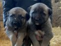 1. Sınıf kalitede ve uygun fiyata Kangal köpeği 