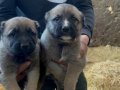 1. Sınıf kalitede ve uygun fiyata Kangal köpeği 