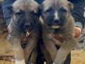 1. Sınıf kalitede ve uygun fiyata Kangal köpeği 
