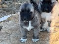 1.sınıf kaliteli saf Kangal çoban köpeği 