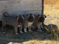 1.sınıf kaliteli saf Kangal çoban köpeği 