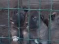 1.sınıf kaliteli saf Kangal çoban köpeği 