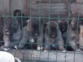1.sınıf kaliteli saf Kangal çoban köpeği 