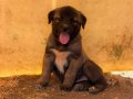 1.sınıf kaliteli saf Kangal çoban köpeği 