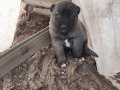 1.sınıf kaliteli saf Kangal çoban köpeği 
