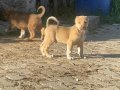 1.sınıf kaliteli saf Kangal çoban köpeği 