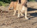 1.sınıf kaliteli saf Kangal çoban köpeği 