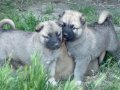 1.sınıf kaliteli saf Kangal çoban köpeği 