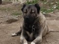1.sınıf kaliteli saf Kangal çoban köpeği 
