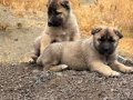 A kalite saf Kangal çoban köpeği yavruları 