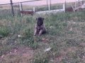 A kalite saf Kangal çoban köpeği yavruları 