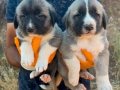 A kalite saf Kangal çoban köpeği yavruları 