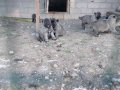 A kalite saf Kangal çoban köpeği yavruları 