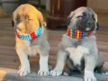 A kalite saf Kangal çoban köpeği yavruları 