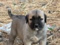 A kalite saf Kangal çoban köpeği yavruları 
