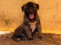 A kalite saf Kangal çoban köpeği yavruları 