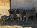 A kalite saf Kangal çoban köpeği yavruları 