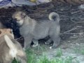 A kalite saf Kangal çoban köpeği yavruları 