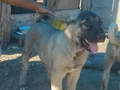 A kalite ve uygun fiyata orjinal saf Kangal yavruları 