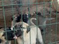 A kalite ve uygun fiyata orjinal saf Kangal yavruları 