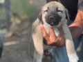 A kalite ve uygun fiyata orjinal saf Kangal yavruları 