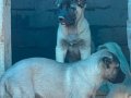 A kalite ve uygun fiyata orjinal saf Kangal yavruları 