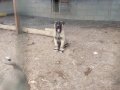 A kalite ve uygun fiyata orjinal saf Kangal yavruları 