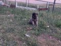 A kalite ve uygun fiyata orjinal saf Kangal yavruları 