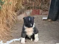 A kalite ve uygun fiyata orjinal saf Kangal yavruları 
